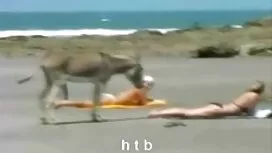 كارول الذهب مداعبة ل ...