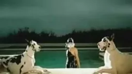 قالب سحر مواقع افلام ...