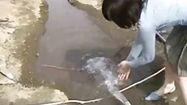 الديك سوداء كبيرة في ...
